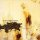 CD NINE INCH NAILS - THE DOWNWARD SPIRAL CD NINE INCH NAILS - THE DOWNWARD SPIRAL