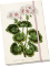 Notýsek Geranium - white Notýsek Geranium - white