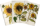 Sada tří notýsků Sunflowers