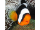 Pohlednice Panda Clownfish Pohlednice Panda Clownfish