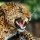 MAGNET 3D Leopard MAGNET 3D Leopard