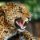 MAGNET 3D Leopard