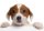 Pohlednice 3D Jack russel