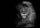 3D pohlednice Lion 3D pohlednice Lion