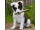 Magnet Border Collie Magnet Border Collie