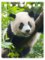 Panda notebook A7 Panda notebook A7