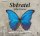 Sběratel - CDmp3 Sběratel - CDmp3