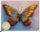Obraz dřevěný: Butterfly, 300x240 Obraz dřevěný: Butterfly, 300x240