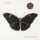 LP Villagers - That Golden Time