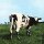 LP Pink Floyd - Atom Heart Mother LP Pink Floyd - Atom Heart Mother