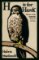 H is for Hawk