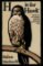 H is for Hawk