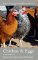 Chicken & Eggs