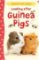 Looking After Guinea Pig