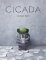Cicada Cicada