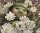 Greenling Greenling
