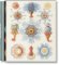 cl-Art and Science of Ernst Haeckel