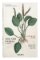 Leonhart Fuchs: The New Herbal of 1543