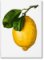 Gourmand's Lemon: A Collection of Stories and Recipes Gourmand's Lemon: A Collection of Stories and Recipes