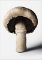 The Gourmand's Mushroom. A Collection of Stories & Recipes