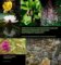 Průvodce po Botanické zahradě Přírodovědecké fakulty Univerzity Karlovy Průvodce po Botanické zahradě Přírodovědecké fakulty Univerzity Karlovy