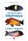 Tlamovci rodu Tropheus z jezera Tanganika Tlamovci rodu Tropheus z jezera Tanganika