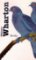 Birdy Birdy
