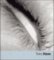Tono Stano