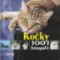 Kočky - 1001 fotografií