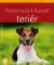 Parson a Jack Russell teriér - Jak na to Parson a Jack Russell teriér - Jak na to