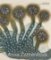 Anna Zemánková