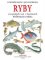 Ryby evropských vod v ilustracích Květoslava Híska Ryby evropských vod v ilustracích Květoslava Híska