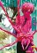 Chainsaw Man 7 - Ve snu Chainsaw Man 7 - Ve snu
