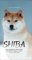 Shiba - Vše co potřebujete vědět o Shibě, včetně péče o zdraví, výchově, chovu a vystavová Shiba - Vše co potřebujete vědět o Shibě, včetně péče o zdraví, výchově, chovu a vystavová