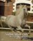Anglický plnokrevník / The English Thoroughbred / Englisches Vollblut (ČJ, AJ, NJ) Anglický plnokrevník / The English Thoroughbred / Englisches Vollblut (ČJ, AJ, NJ)