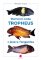 Tlamovci rodu Tropheus z jezera Tanganika Tlamovci rodu Tropheus z jezera Tanganika