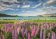 Puzzle Lupiny u jezera Tekapo 1500 dílků