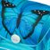BAAGL Školní aktovka Ergo Butterfly