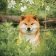 Kalendář 2027 poznámkový: Happy Doge, 30 x 30 cm