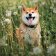 Kalendář 2027 poznámkový: Happy Doge, 30 x 30 cm