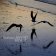 LP Tingvall Trio - Birds