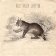 CD MASON WILLY - CARRY ON