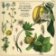 LP Sean Khan - Tthe Modern Folk & Jazz Ensemble