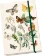 Notýsek Butterflies