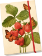 Notýsek Strawberry & Butterfly
