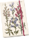 Notýsek Blue Flowers