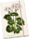 Notýsek Geranium - white