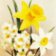 Papírový ubrousek Yellow Spring Flowers Daffodil