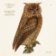 Papírový ubrousek Forest Animals Owl