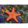 Asteroidea